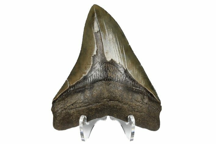 Serrated, Fossil Megalodon Tooth - South Carolina #180946